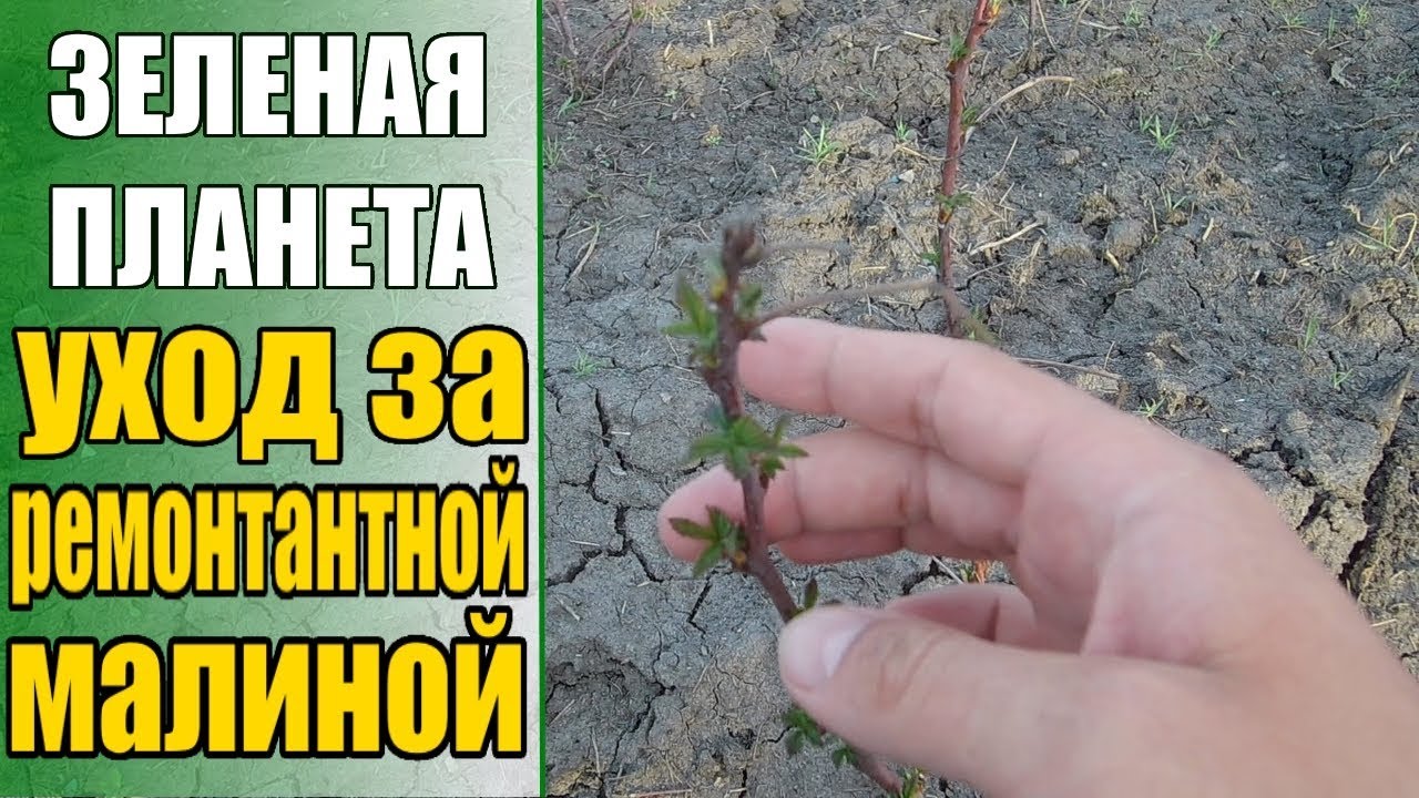 Нажмите, чтобы запустить видео