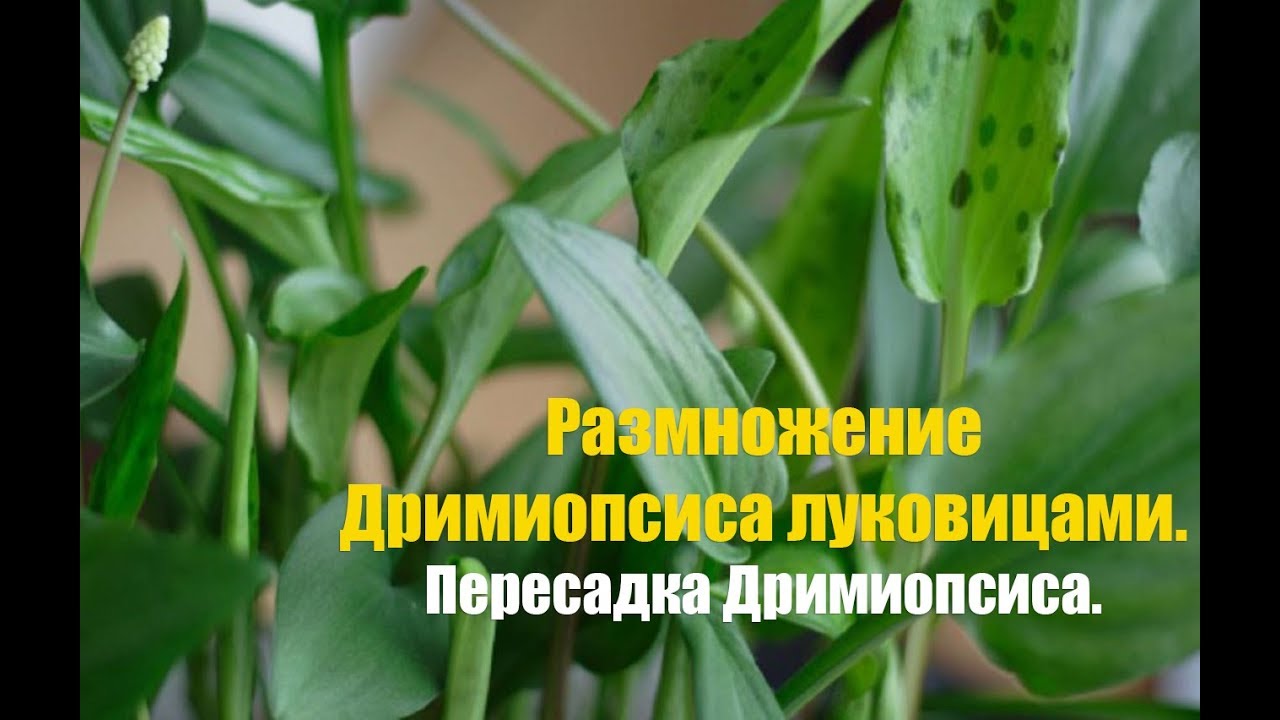Нажмите, чтобы запустить видео