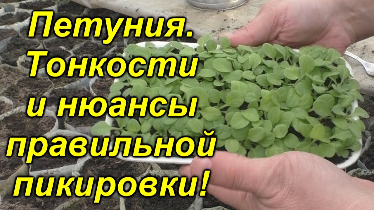 Нажмите, чтобы запустить видео