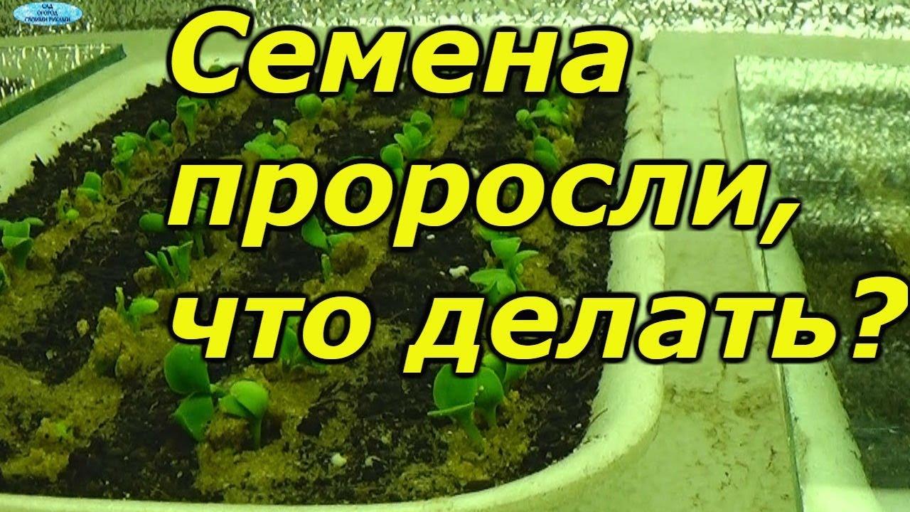 Нажмите, чтобы запустить видео