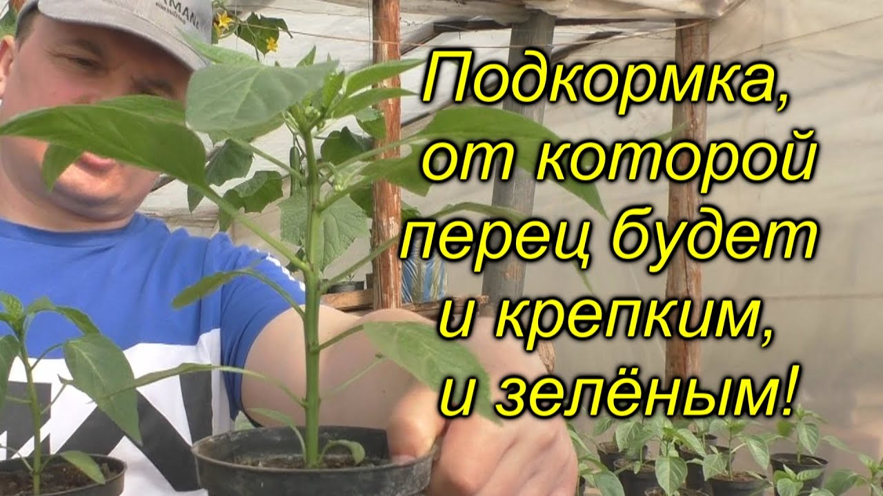 Нажмите, чтобы запустить видео