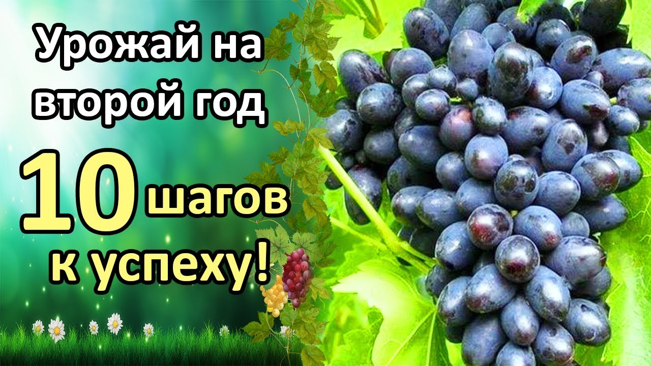 Нажмите, чтобы запустить видео
