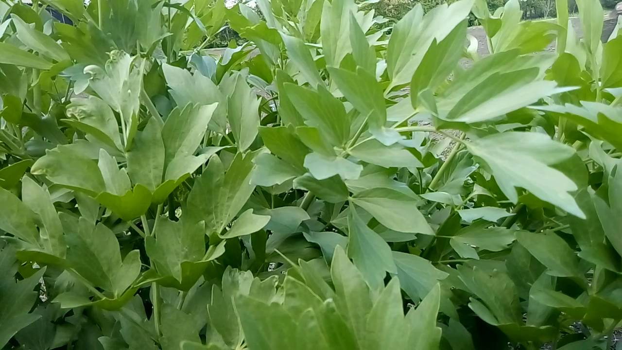 Нажмите, чтобы запустить видео