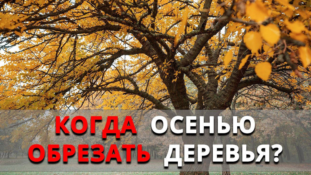 Нажмите, чтобы запустить видео