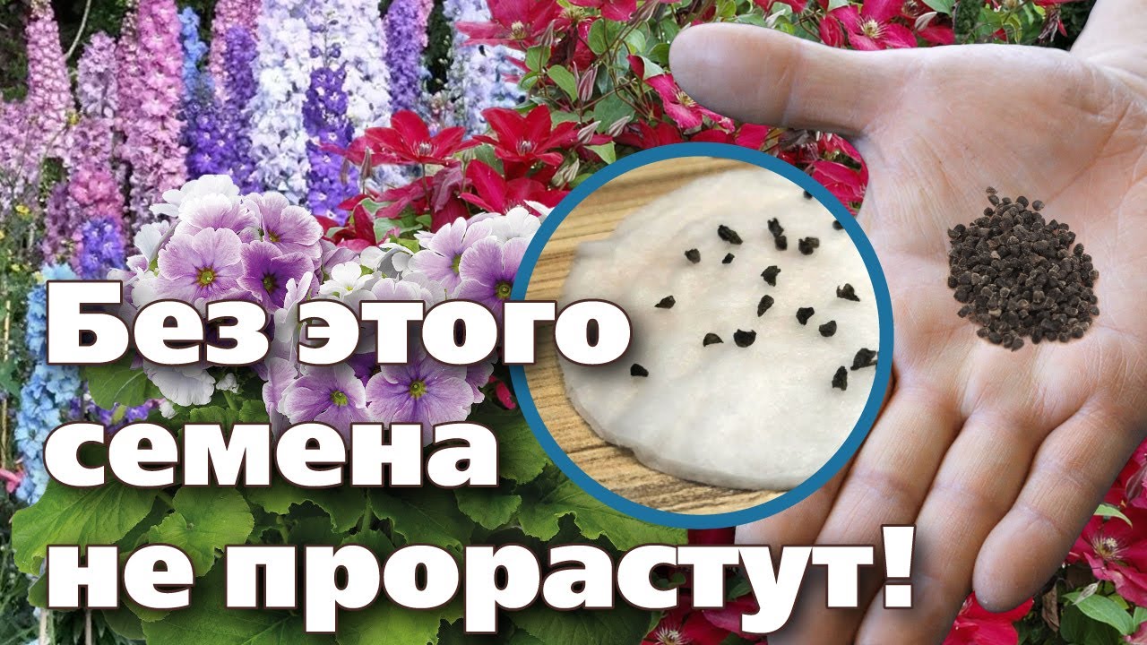 Нажмите, чтобы запустить видео