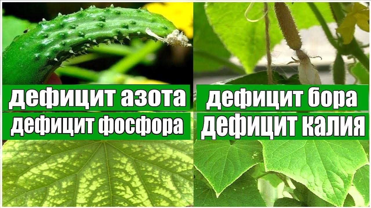 Нажмите, чтобы запустить видео