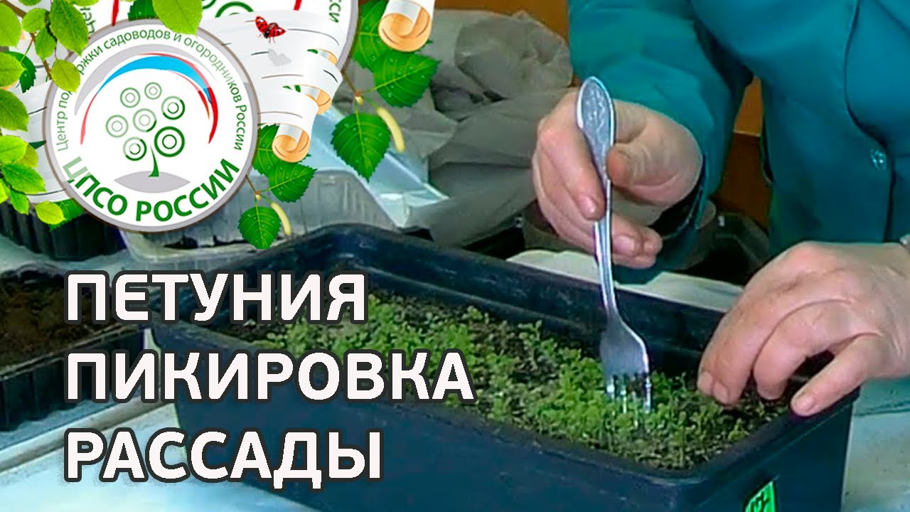 Нажмите, чтобы запустить видео