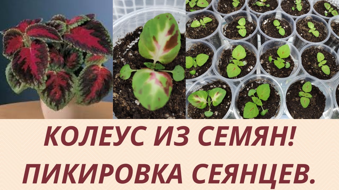 Нажмите, чтобы запустить видео