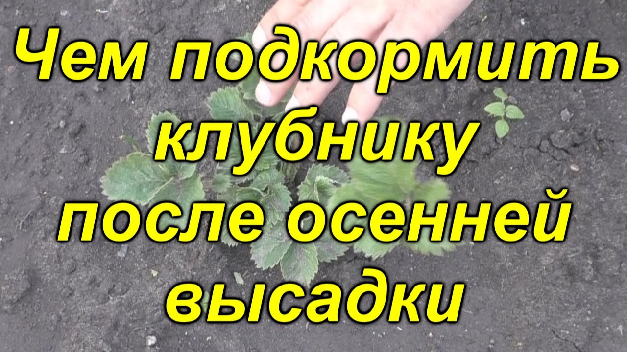 Нажмите, чтобы запустить видео