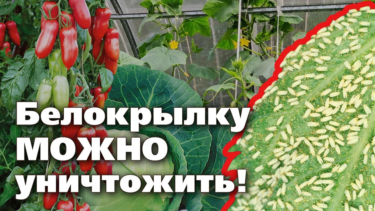 Нажмите, чтобы запустить видео