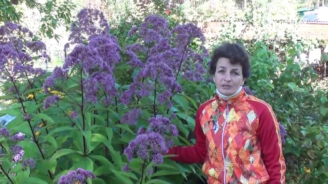 Нажмите, чтобы запустить видео