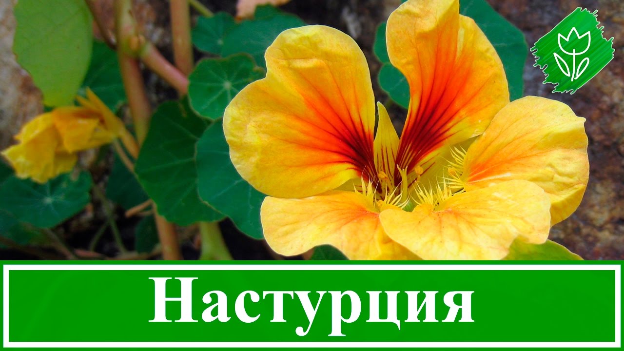 Нажмите, чтобы запустить видео