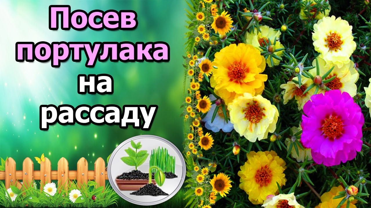 Нажмите, чтобы запустить видео