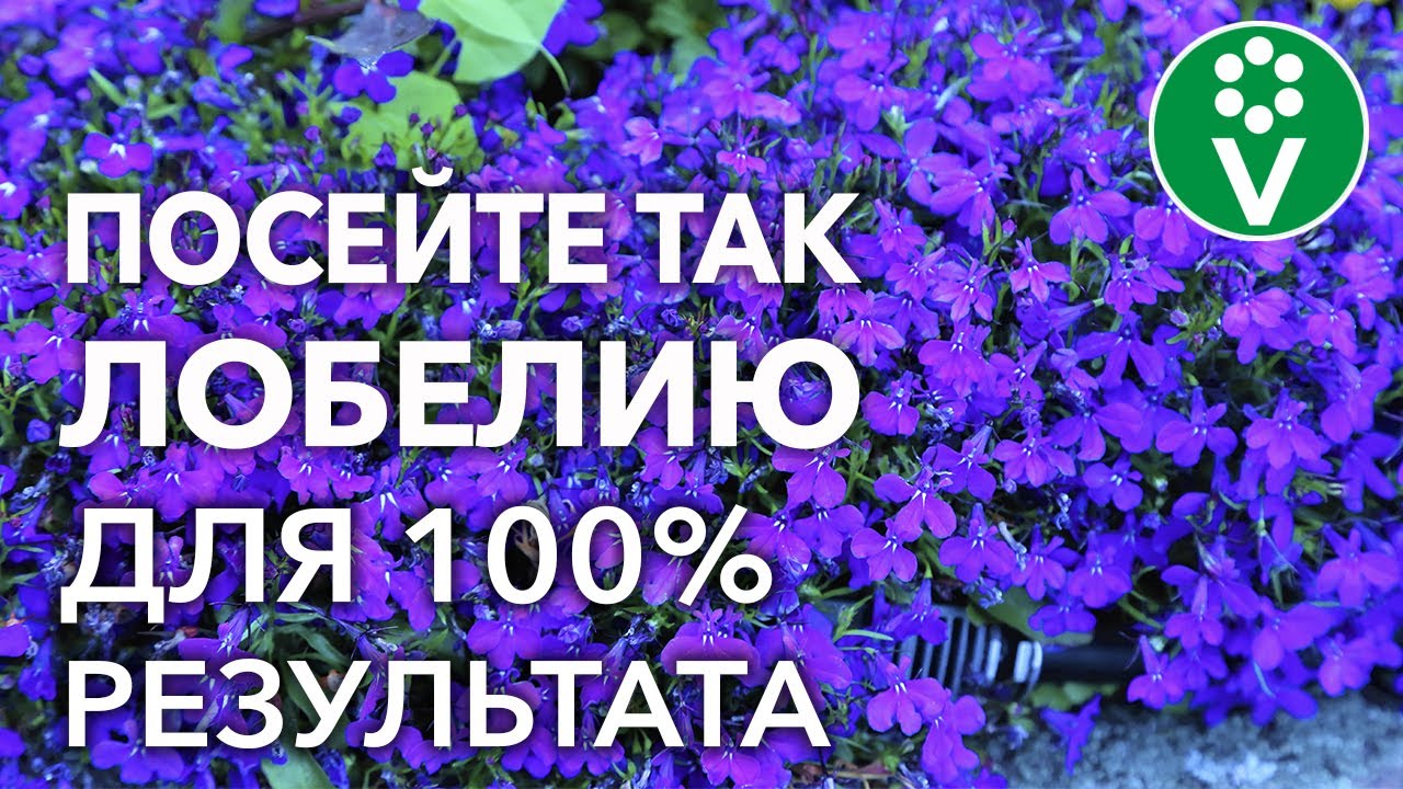 Нажмите, чтобы запустить видео