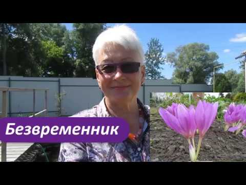 Нажмите, чтобы запустить видео