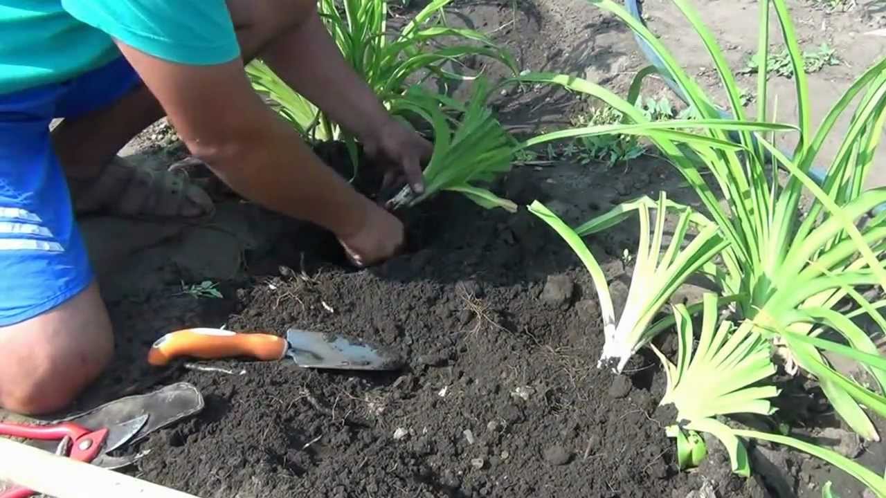Нажмите, чтобы запустить видео