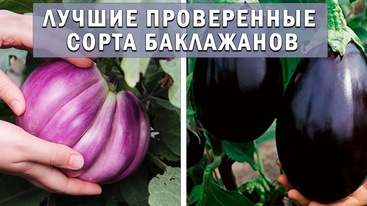 Нажмите, чтобы запустить видео