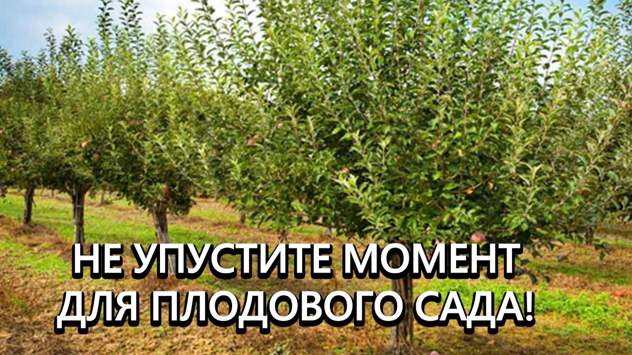 Нажмите, чтобы запустить видео