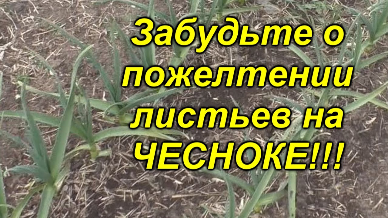 Нажмите, чтобы запустить видео