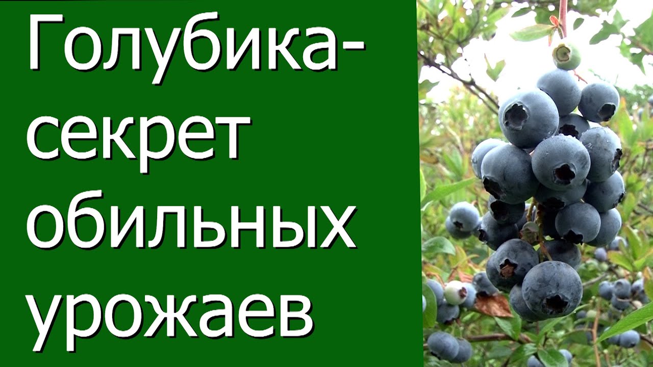 Нажмите, чтобы запустить видео