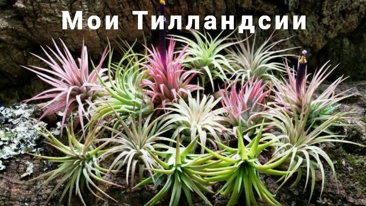 Нажмите, чтобы запустить видео