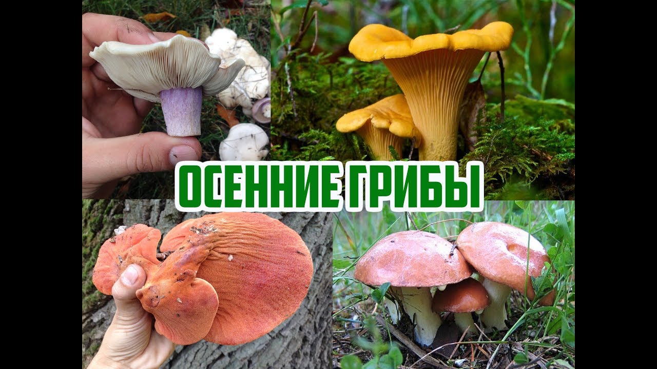 Нажмите, чтобы запустить видео