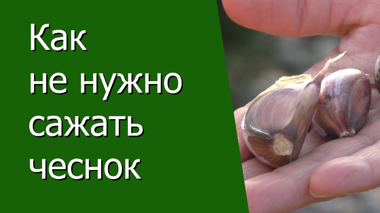 Нажмите, чтобы запустить видео