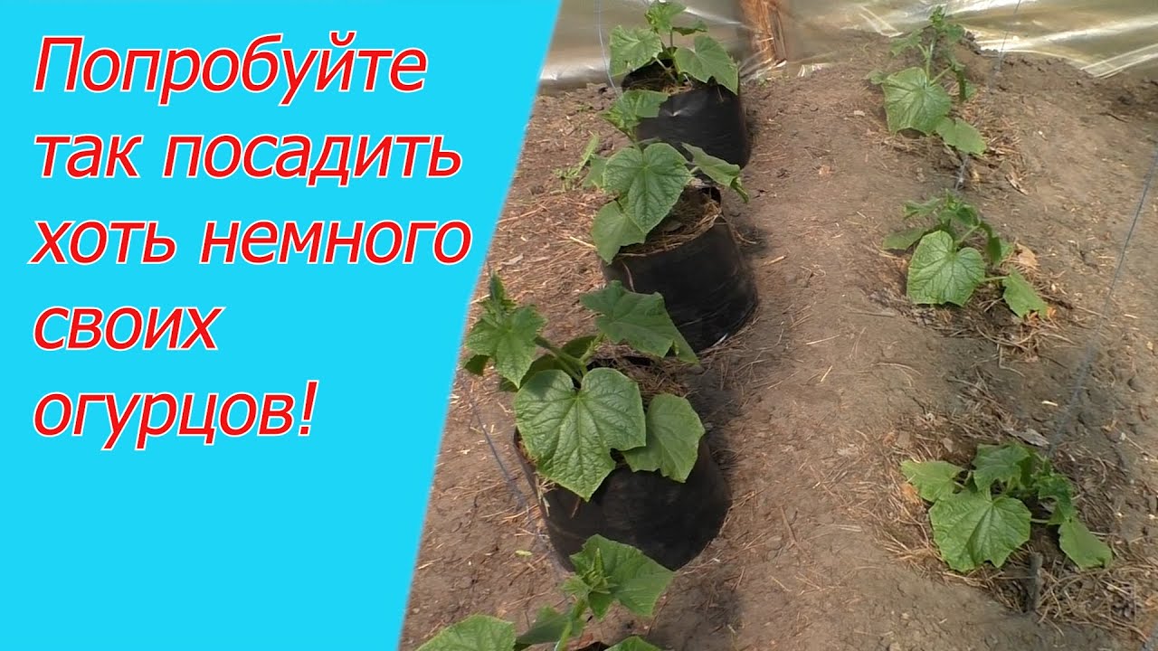 Нажмите, чтобы запустить видео