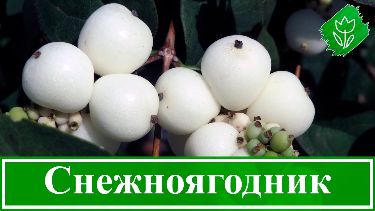 Нажмите, чтобы запустить видео