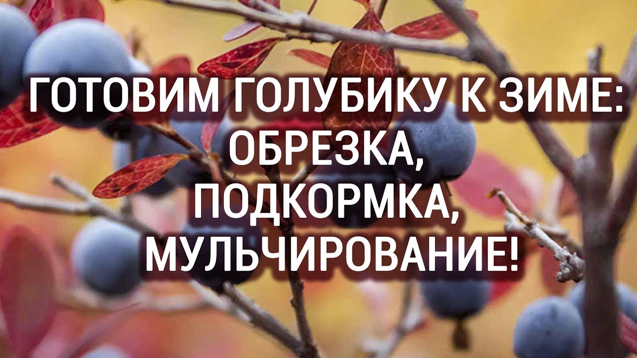 Нажмите, чтобы запустить видео