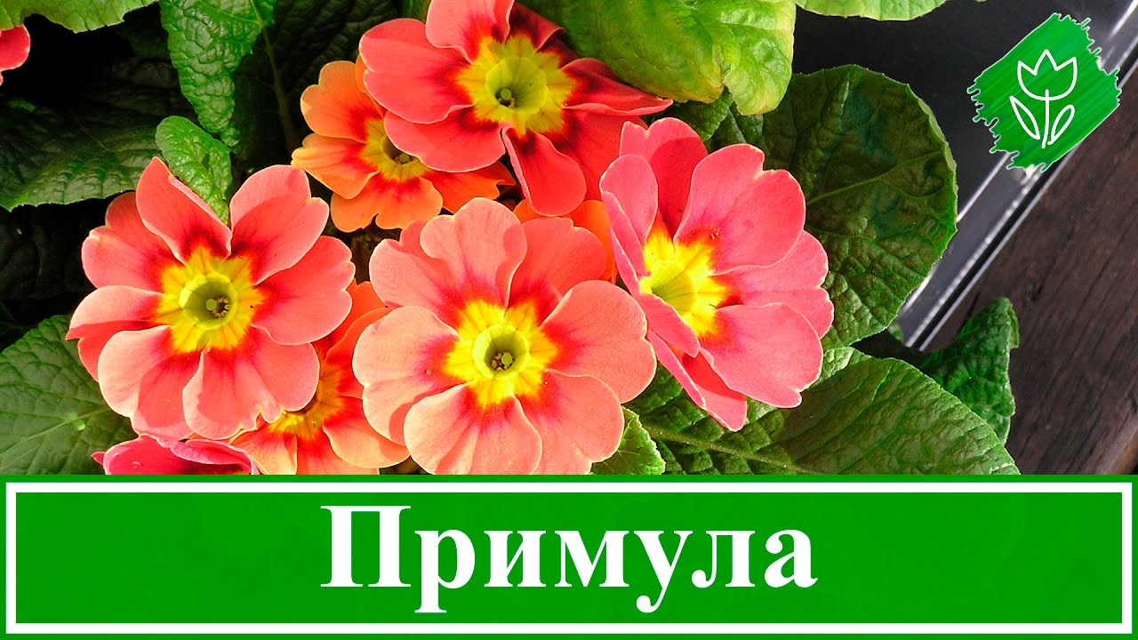 Нажмите, чтобы запустить видео
