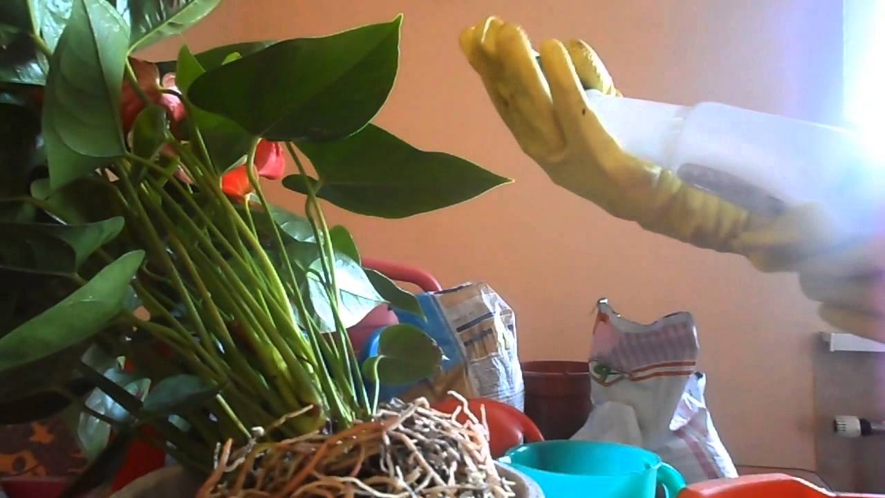 Нажмите, чтобы запустить видео