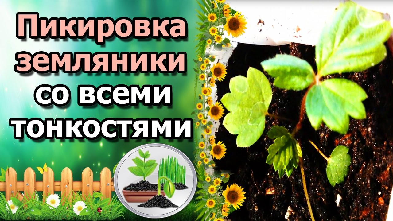 Нажмите, чтобы запустить видео