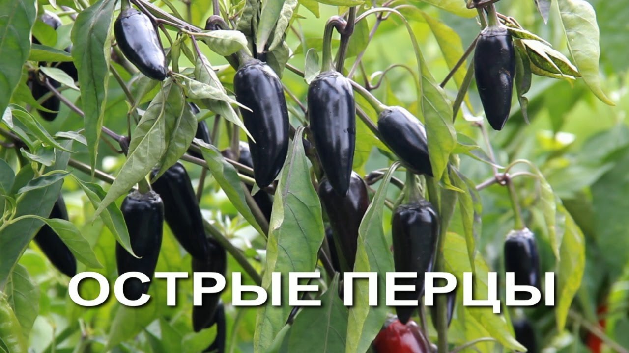 Нажмите, чтобы запустить видео