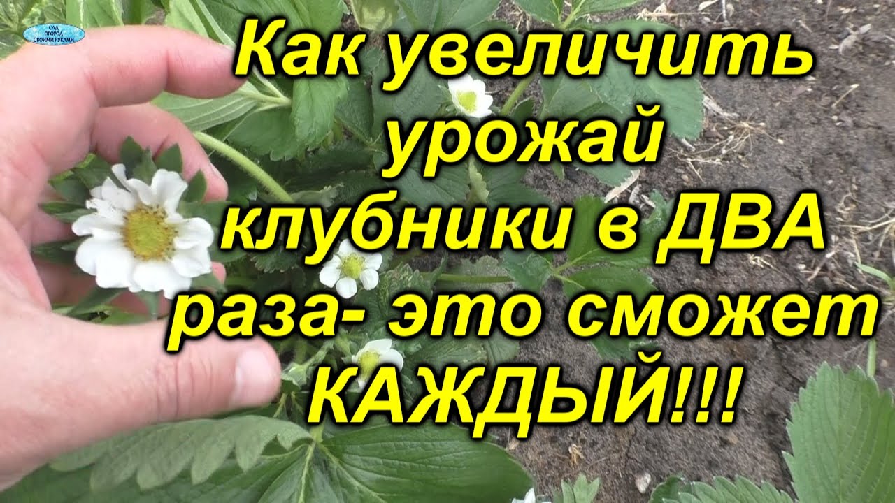 Нажмите, чтобы запустить видео