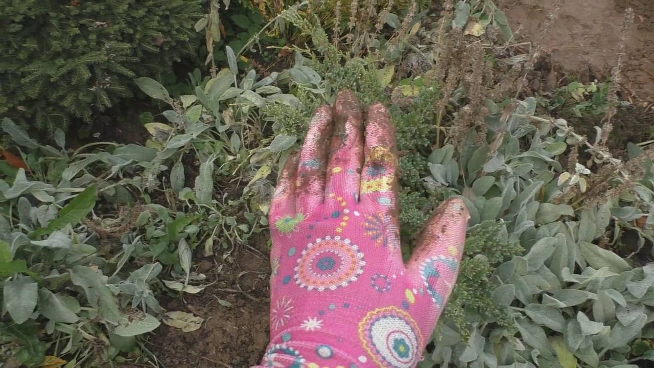 Нажмите, чтобы запустить видео