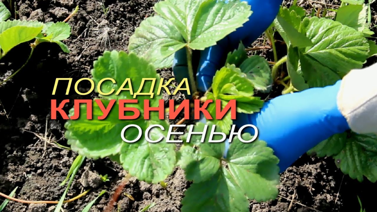 Нажмите, чтобы запустить видео