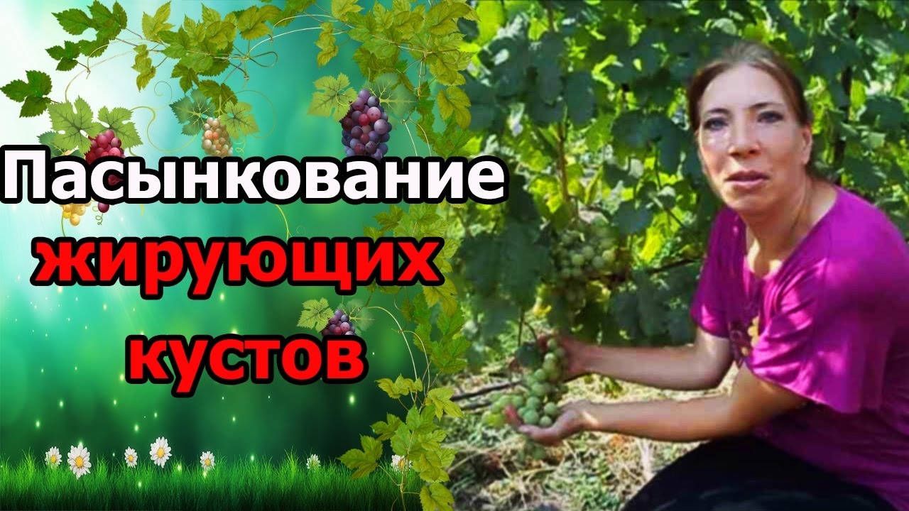 Нажмите, чтобы запустить видео