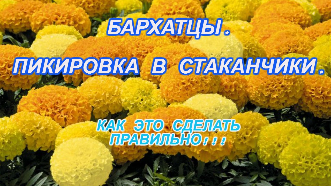 Нажмите, чтобы запустить видео