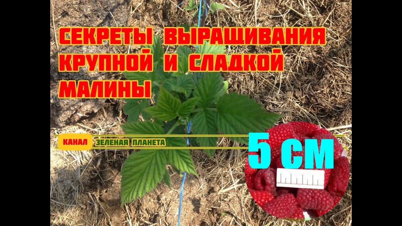 Нажмите, чтобы запустить видео
