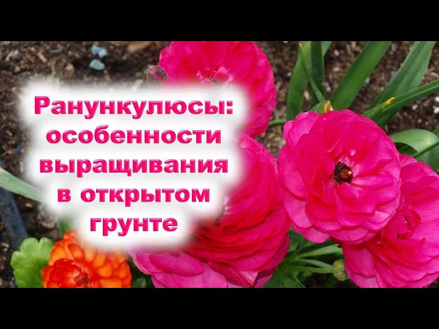 Нажмите, чтобы запустить видео
