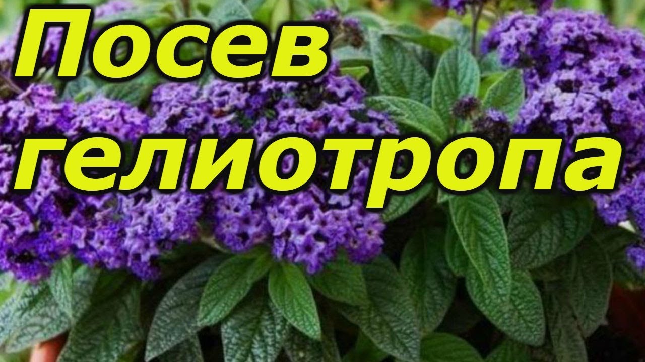 Нажмите, чтобы запустить видео