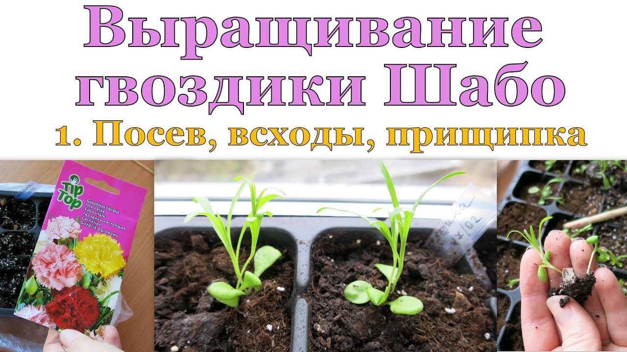 Нажмите, чтобы запустить видео