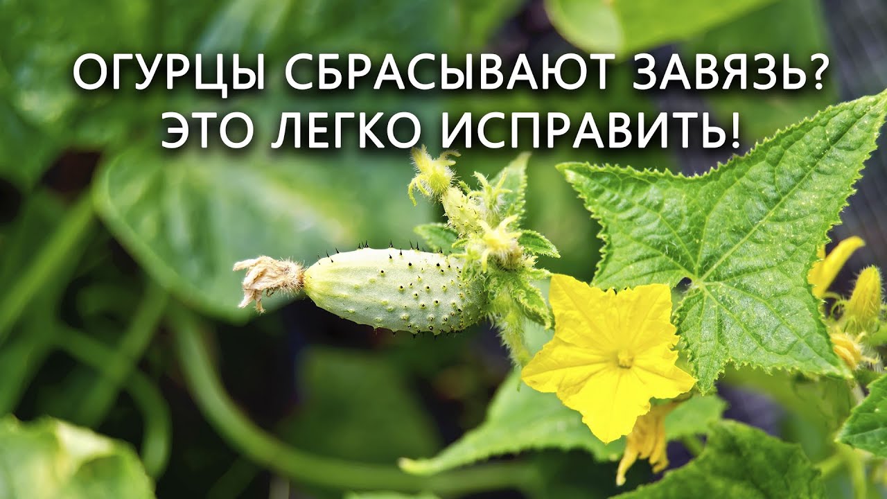 Нажмите, чтобы запустить видео