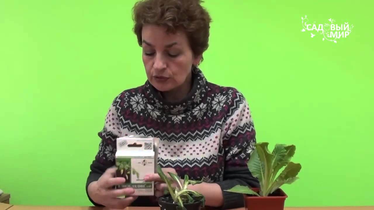 Нажмите, чтобы запустить видео