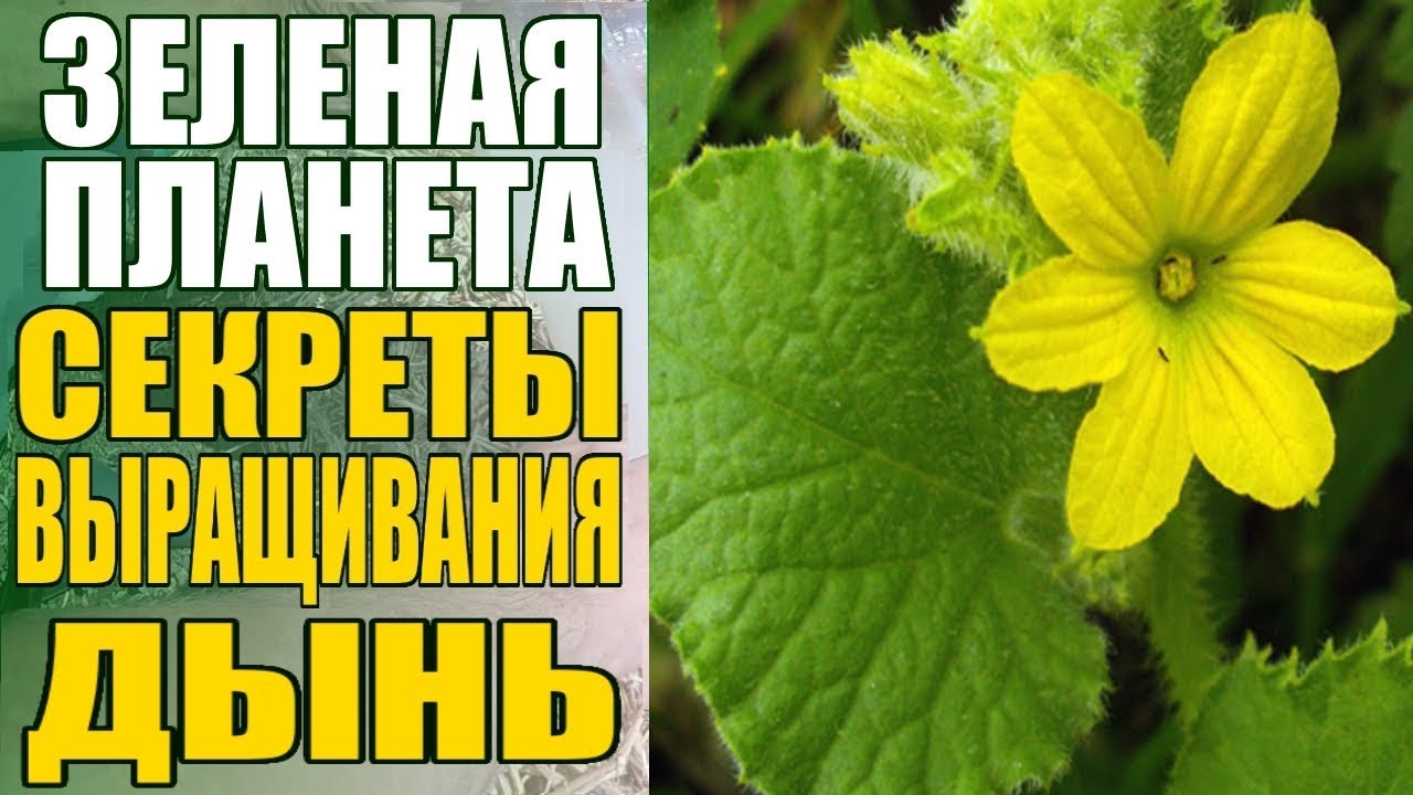 Нажмите, чтобы запустить видео
