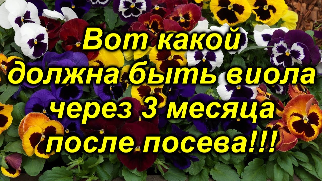 Нажмите, чтобы запустить видео