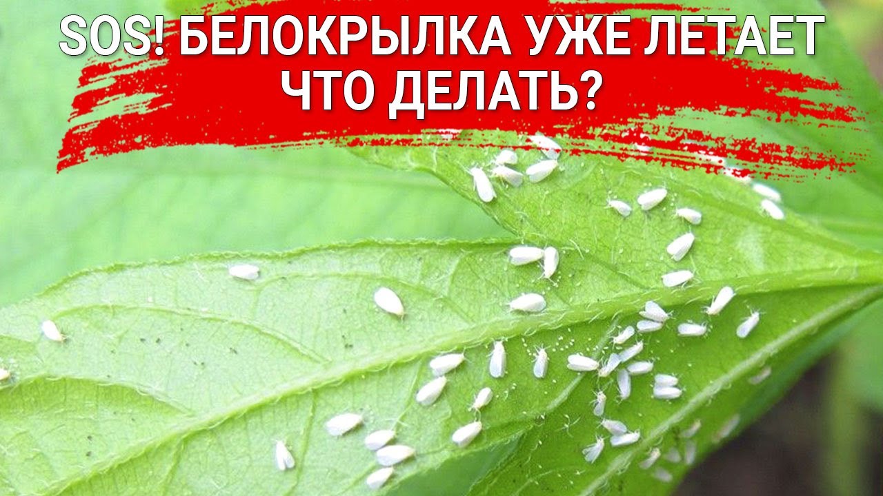 Нажмите, чтобы запустить видео