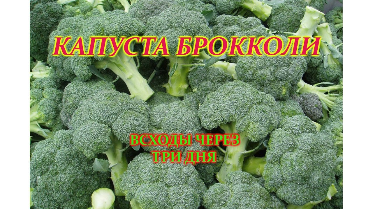 Нажмите, чтобы запустить видео