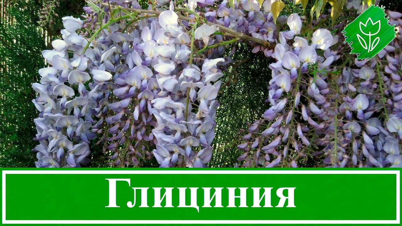 Нажмите, чтобы запустить видео